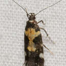 Image of Red-necked Peanutworm Moth