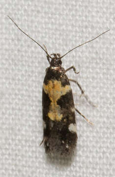 Image of Red-necked Peanutworm Moth