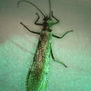 Image of Midwestern Salmonfly