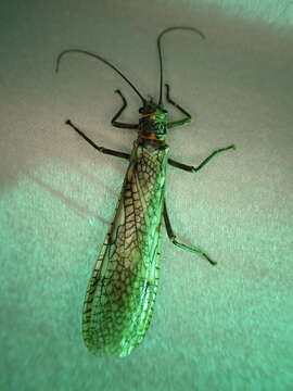 Image of Midwestern Salmonfly