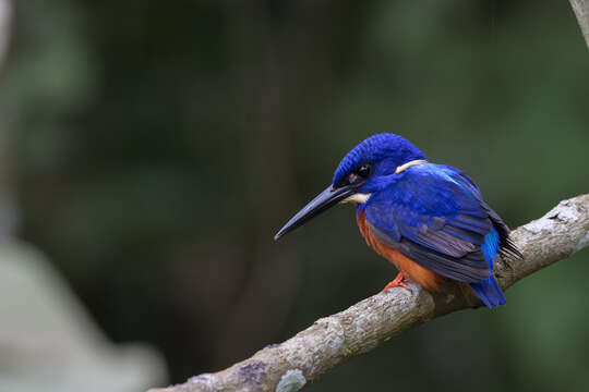 Image of Shining-blue Kingfisher