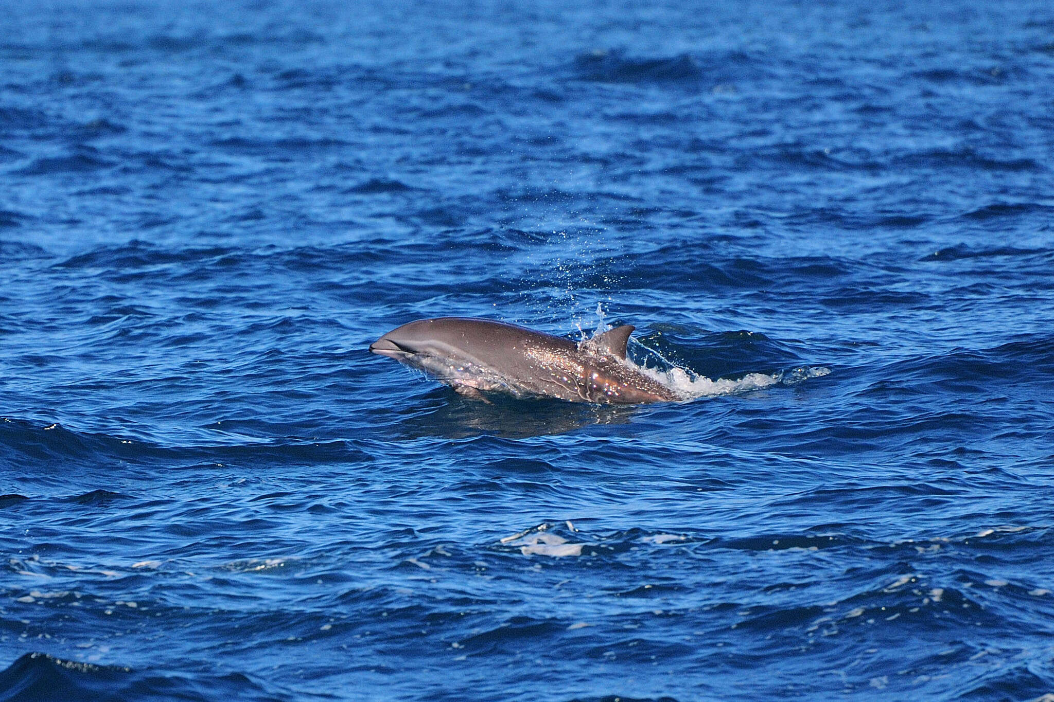 Image of Lagenodelphis Fraser 1956