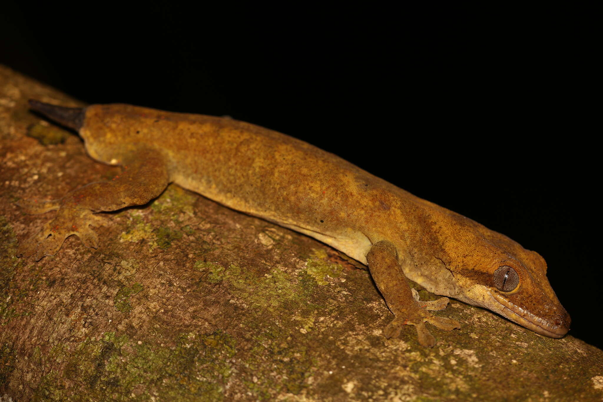 Image of Roux's Giant Gecko
