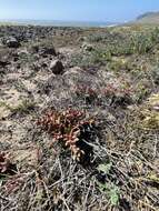 Image of Santa Cruz Island liveforever