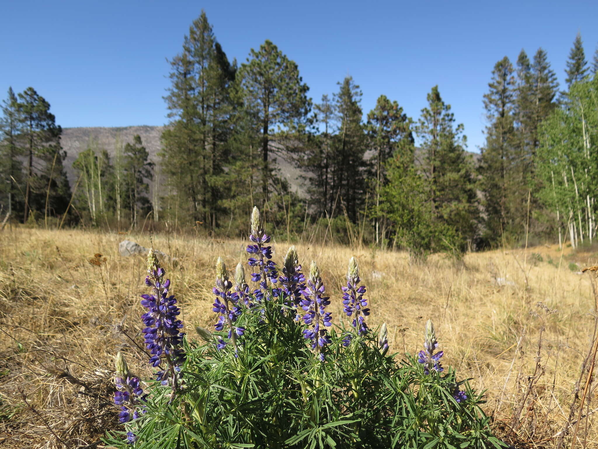 Plancia ëd Lupinus cacuminis Standl.