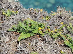 Imagem de Sonchus latifolius (Lowe) R. Jardim & M. Seq.