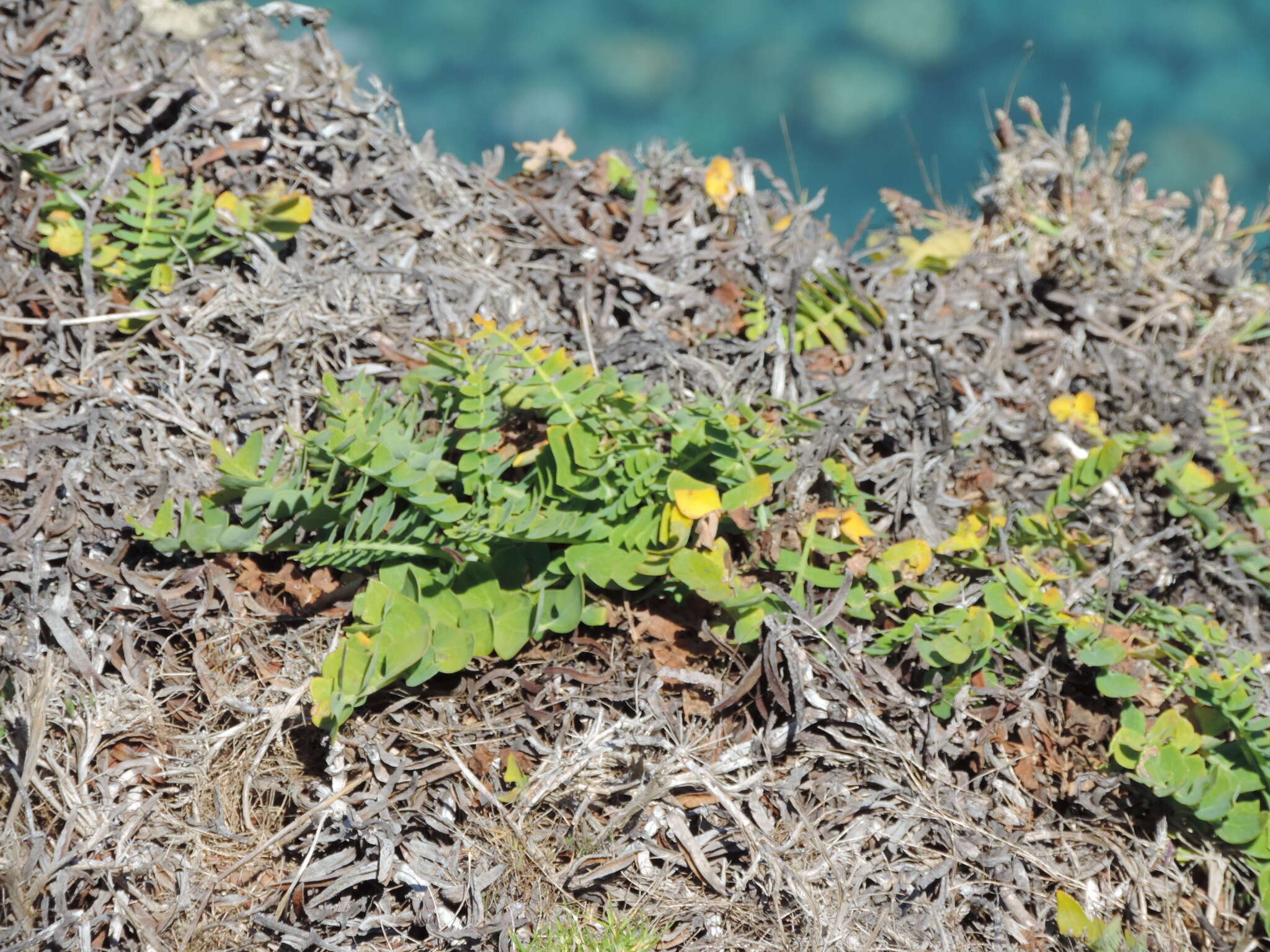 Image of Sonchus latifolius (Lowe) R. Jardim & M. Seq.