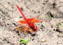 Image of <i>Trithemis kirbyi ardens</i> Gerstaecker 1891