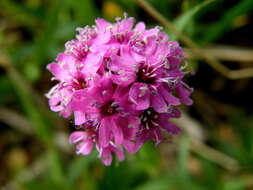 Слика од Silene suecica (Loddiges) Greuter & Burdet
