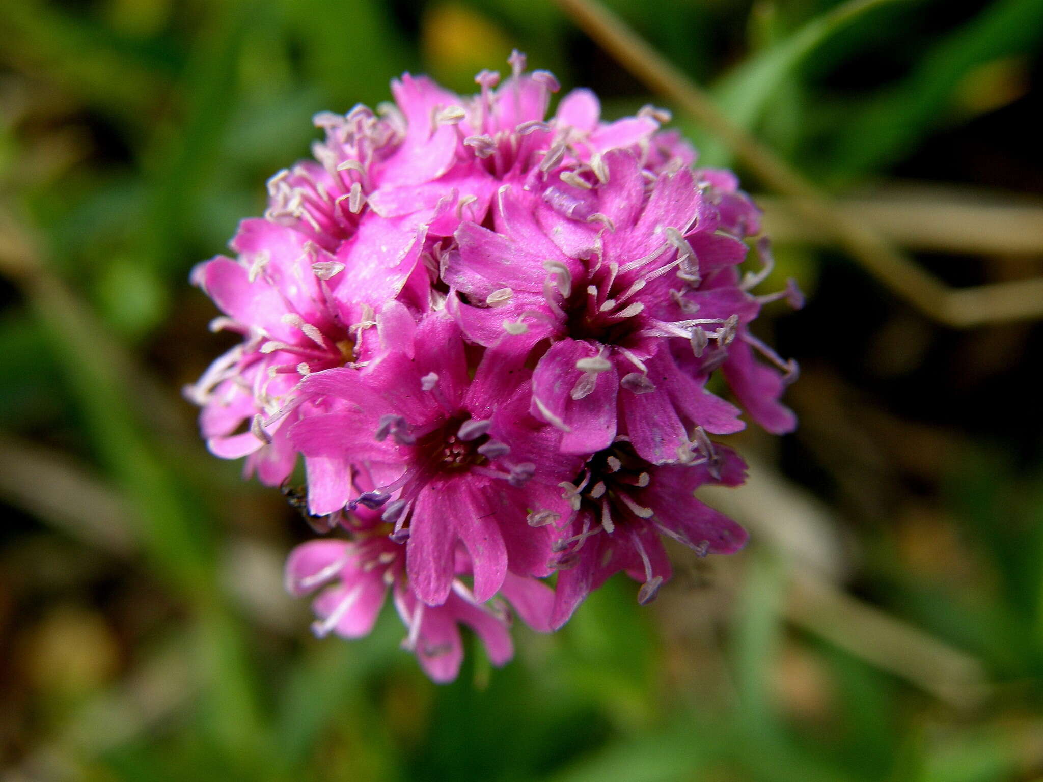 Слика од Silene suecica (Loddiges) Greuter & Burdet