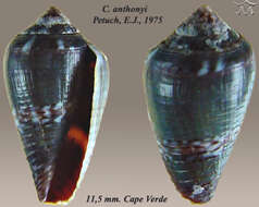 Image of Conus anthonyi