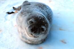 Image of Weddell seal