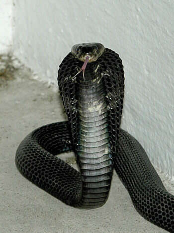 Image of Golden Spitting Cobra