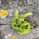 Image of Asplenium marinum L.