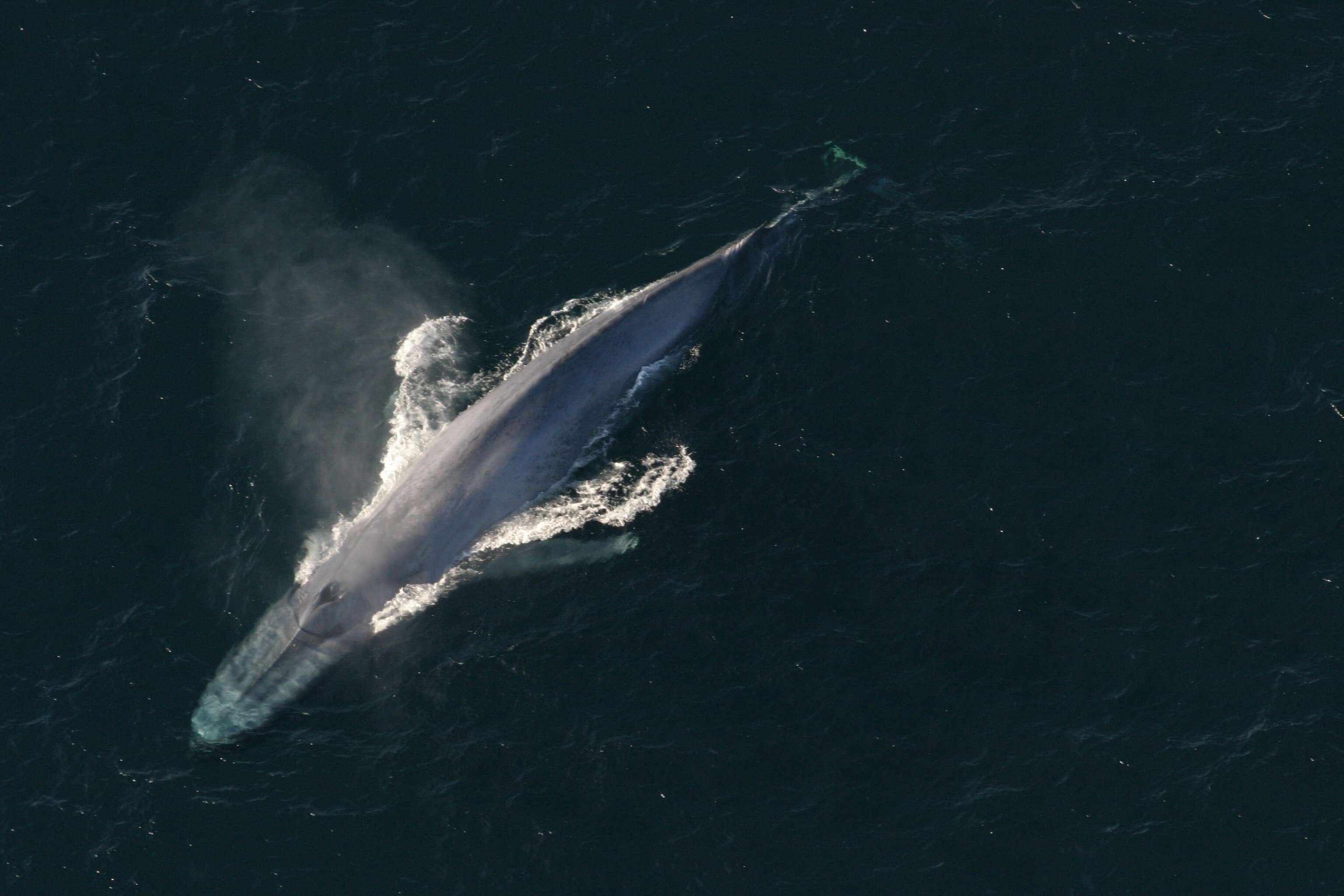 Image of Pygmy Blue Whale