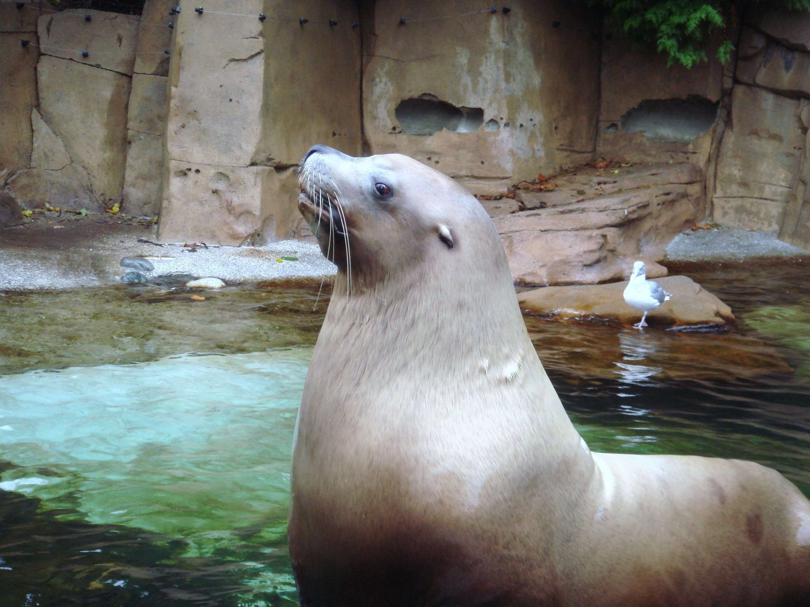 Image of northerns sea lions