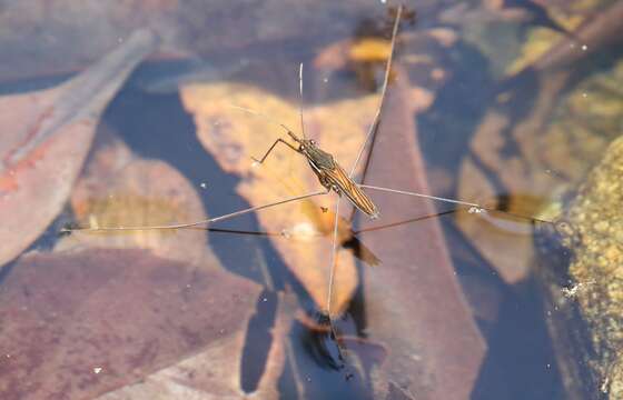 Image of Limnometra ciliodes Andersen & Weir 1997