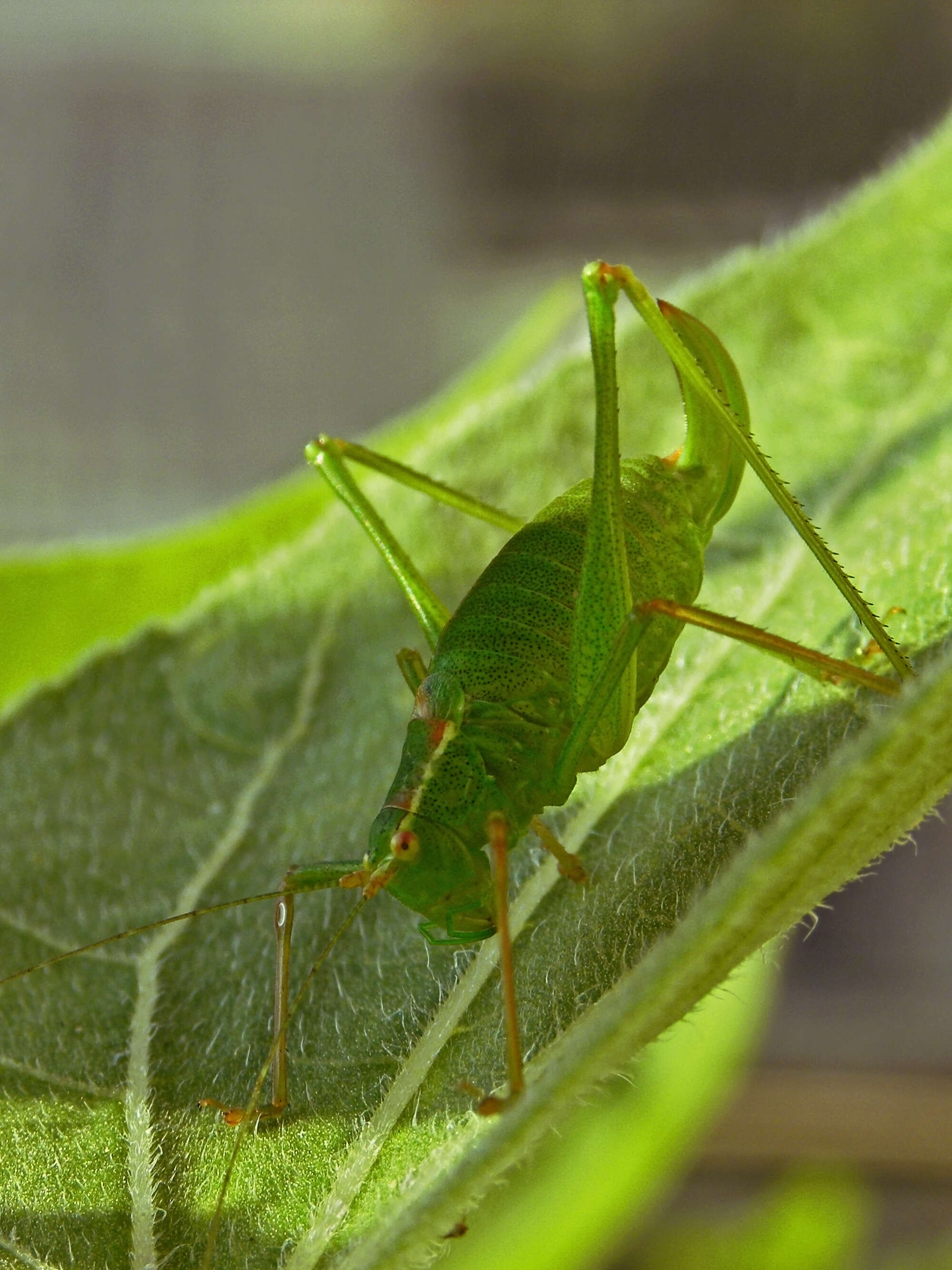 Image of speckled bush-cricket