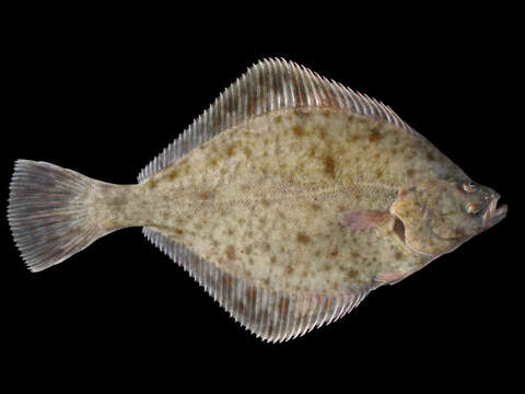 Image of Starry flounders