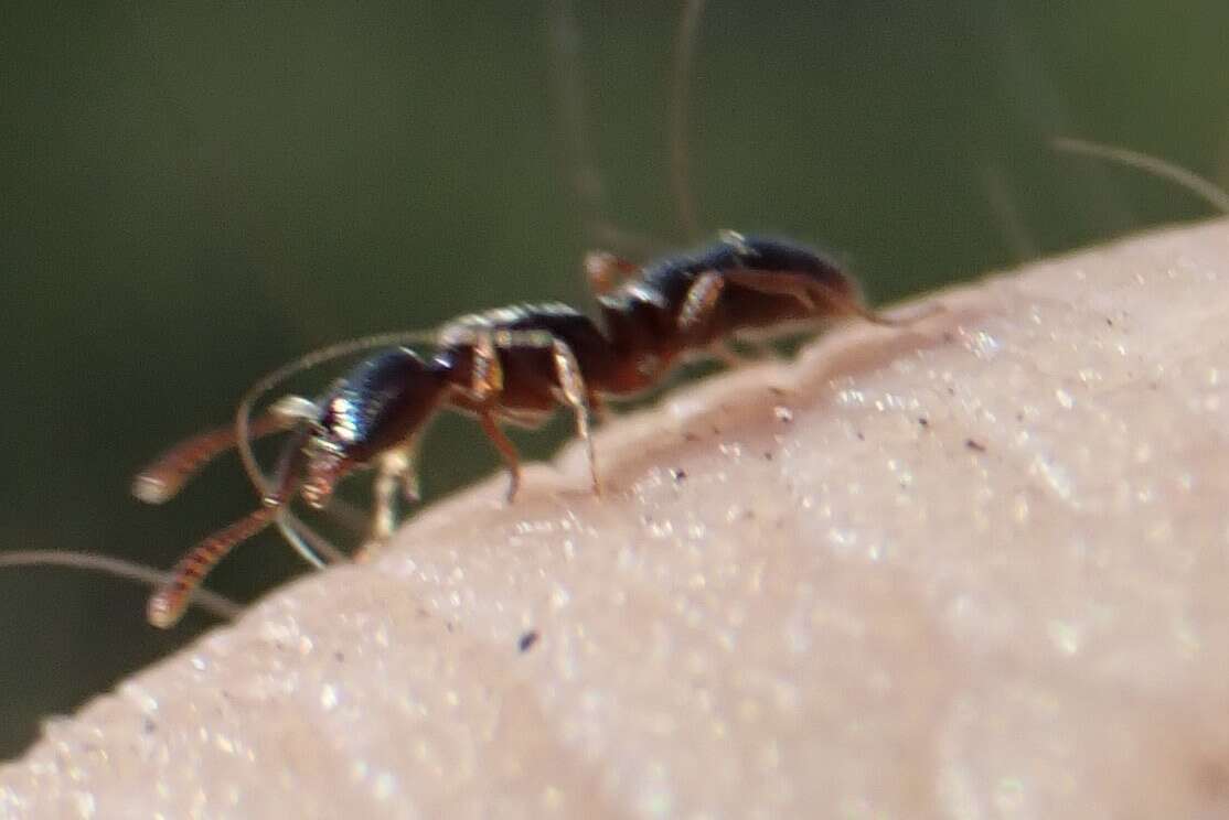 Image of Ant