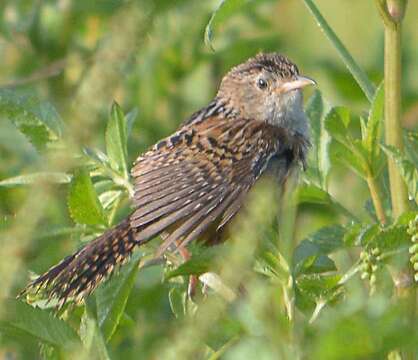 Image of Grass Wren