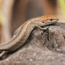 Image of Common Garden Skink