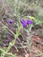 Слика од Rotheca louwalbertsii (P. P. J. Herman)