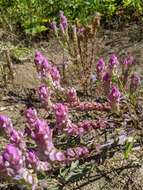 Image of mountain owl's-clover