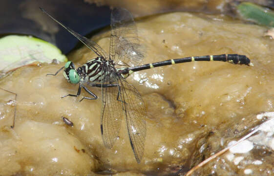 Image of Stylogomphus sigmastylus Cook & Laudermilk 2004