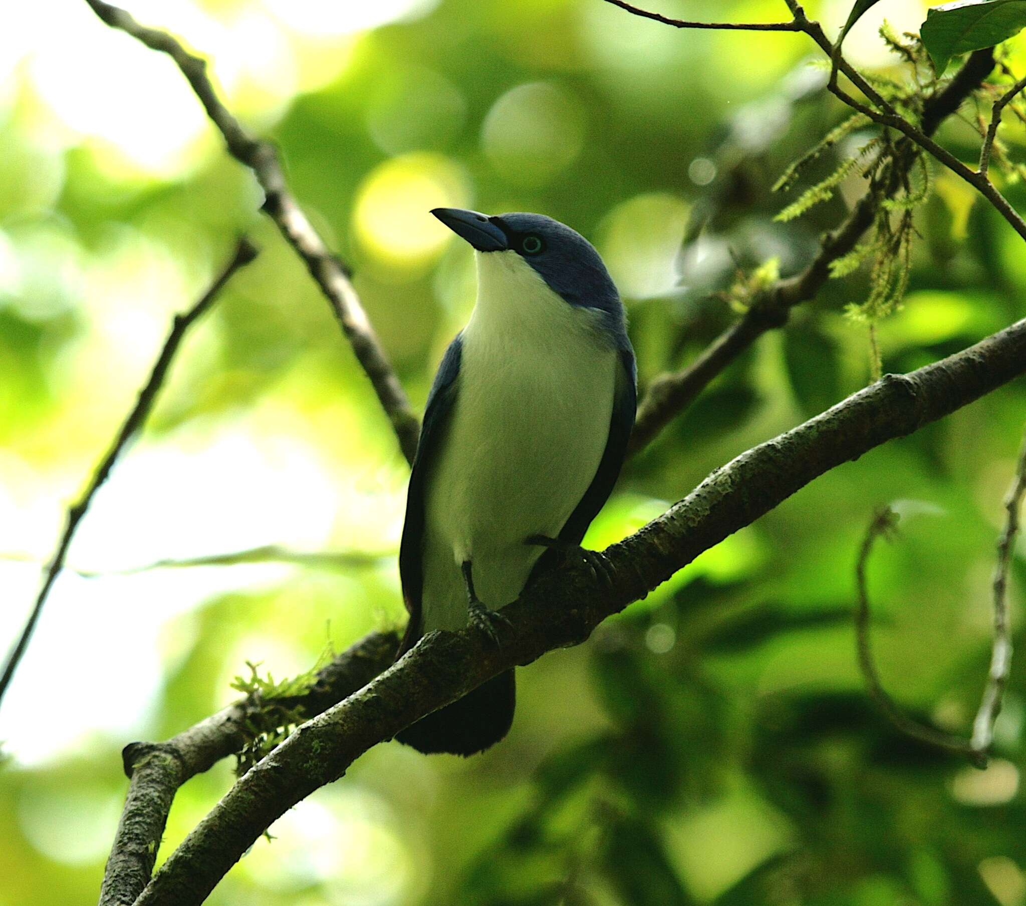 Слика од <i>Cyanolanius comorensis</i>