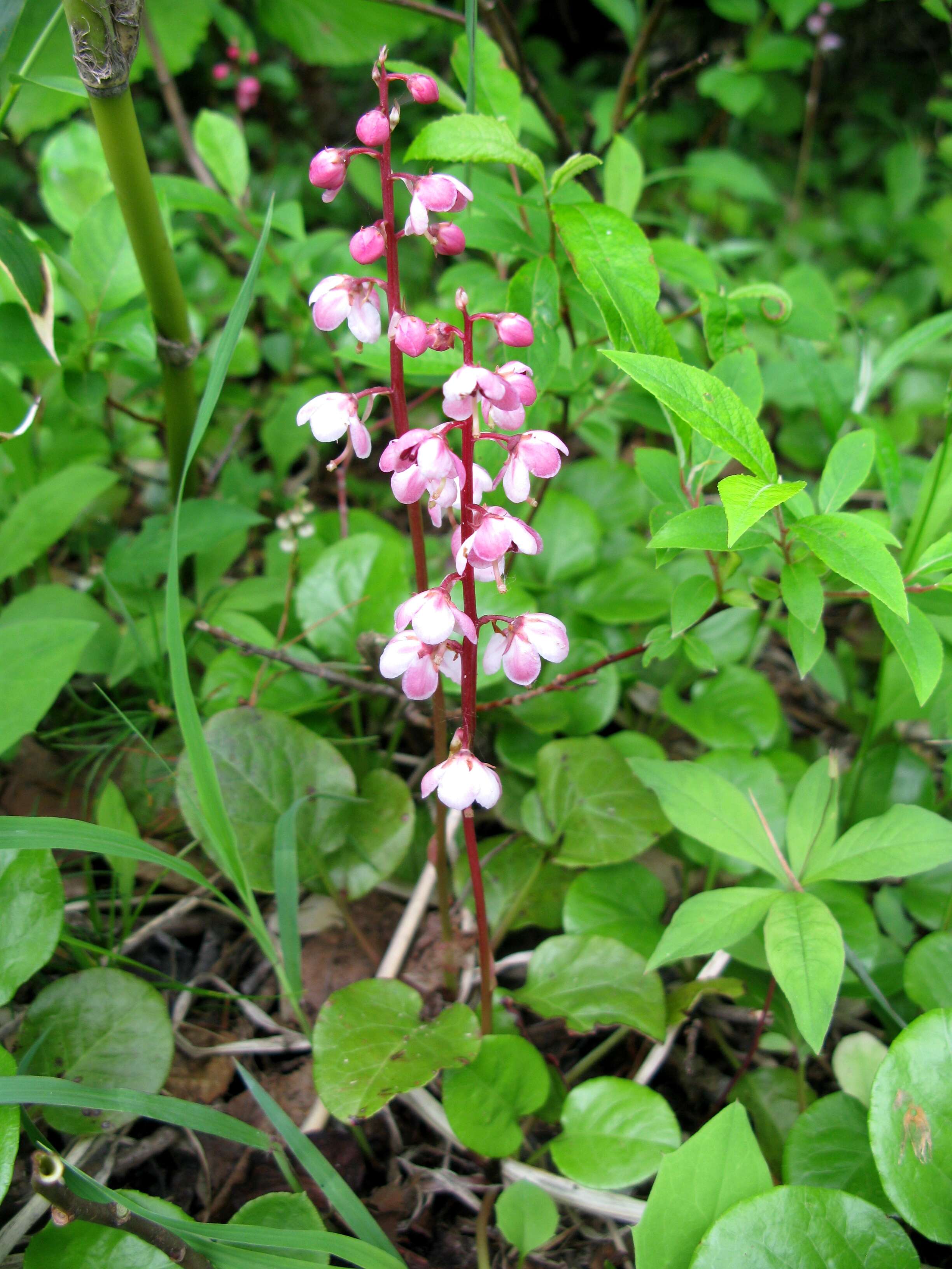 Image de Pyrola asarifolia Michx.