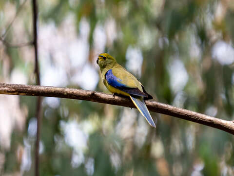 Image of Blue-winged Parrot