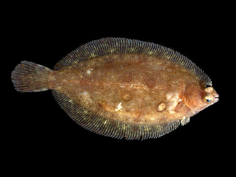 Image of Microstomus