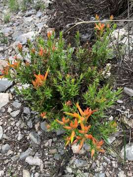 Image of <i>Castilleja <i>tenuiflora</i></i> var. tenuiflora