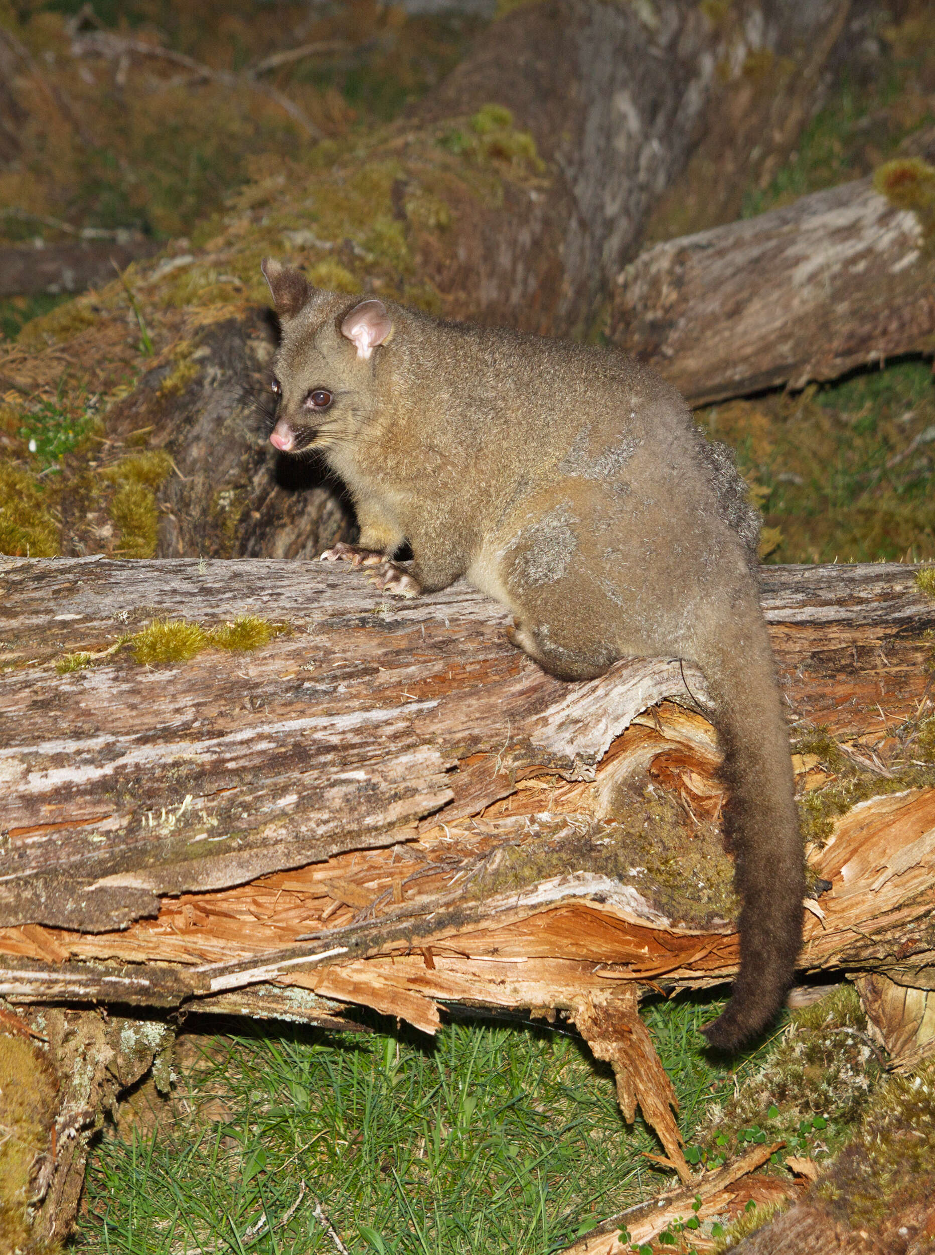 Image of brushtail possums and cuscuses