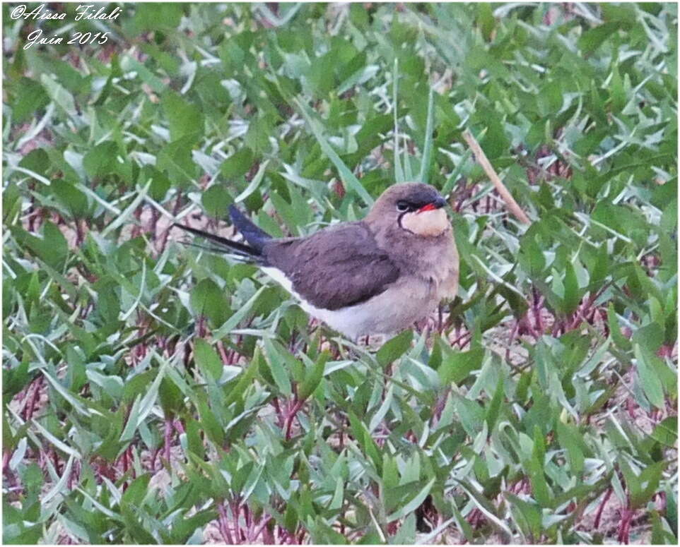 Image of Collared Pratincole