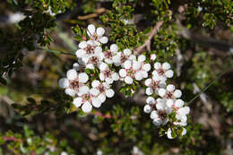 Sivun Leptospermum rupestre Hook. fil. kuva