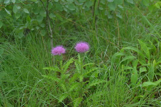 Image of Hill's thistle