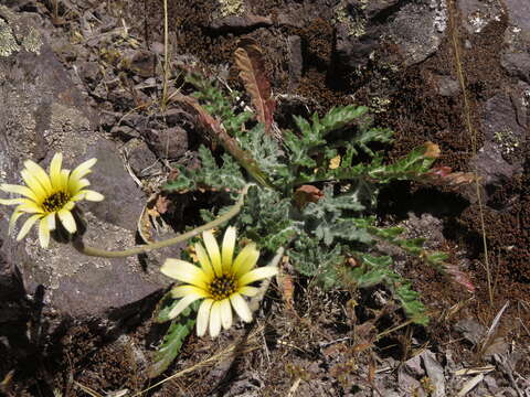 Trichocline aurea (D. Don) Reiche resmi