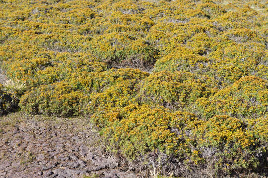 Image of Gleichenia alpina R. Br.