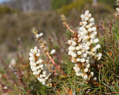 Image of Richea scoparia Hook. fil.