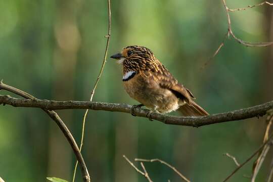 Image of Crescent-chested Puffbird