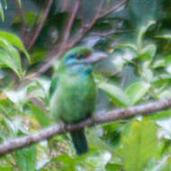 Image of Moustached Barbet