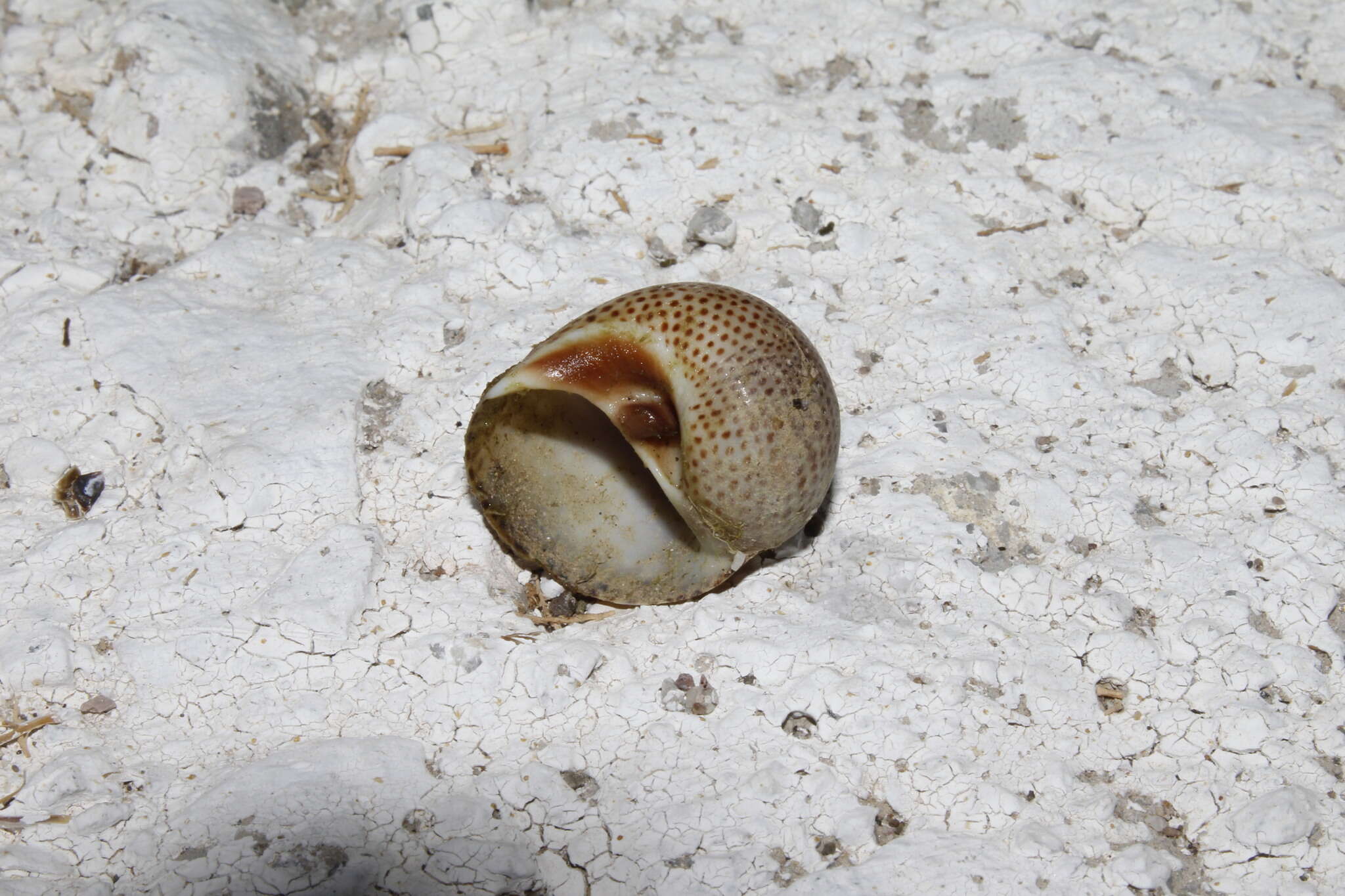 Image of fly-speck moonsnail