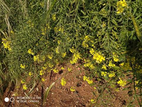 Image of white mustard