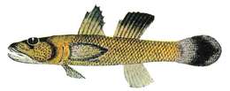 Imagem de Rhinogobius carpenteri Seale 1910