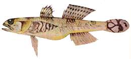 Image of Schismatogobius