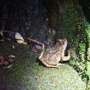 Image of Hong Kong Paa Frog