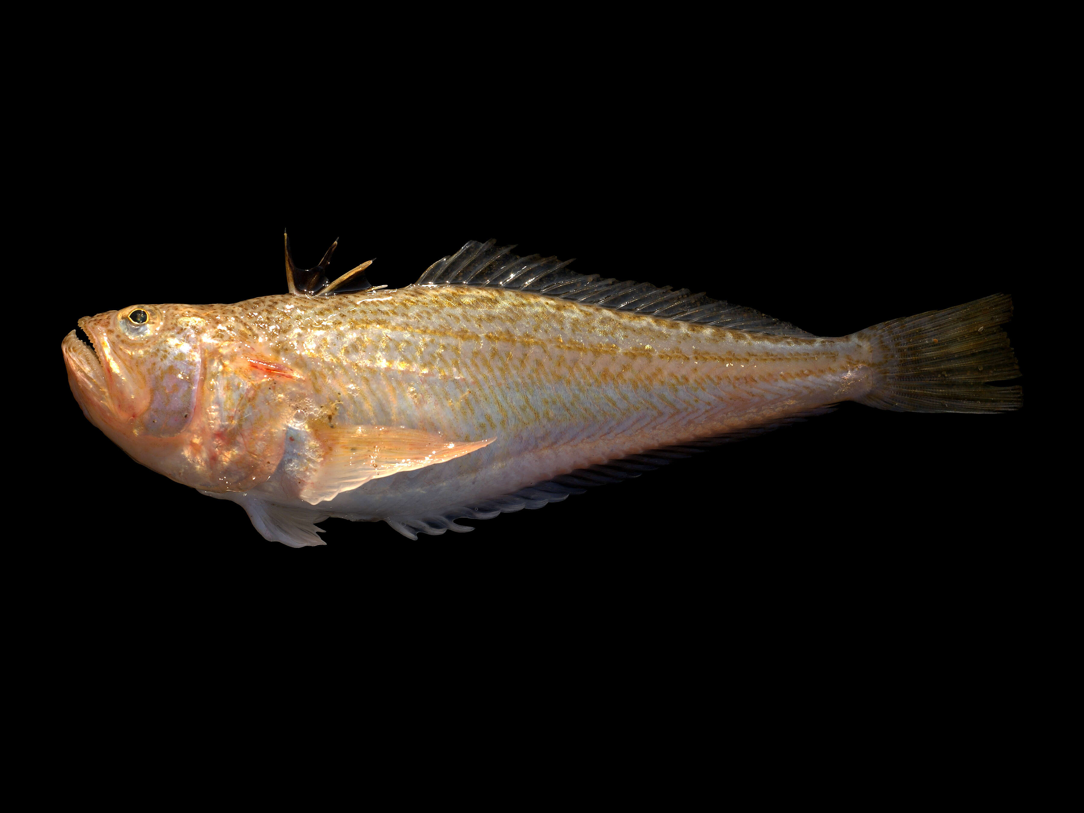 صورة Echiichthys