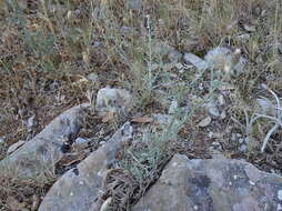 Слика од Centaurea paniculata L.